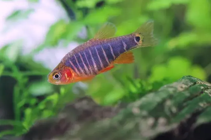 Imagem do Danio Esmeralda